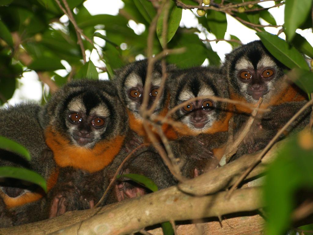 Pousada Do Rio Mutum Barao de Melgaco Exteriör bild